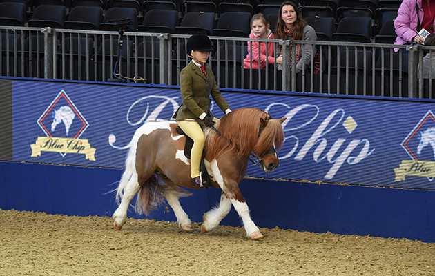 Shetland Pony - Brinleyview Camanchee.jpg